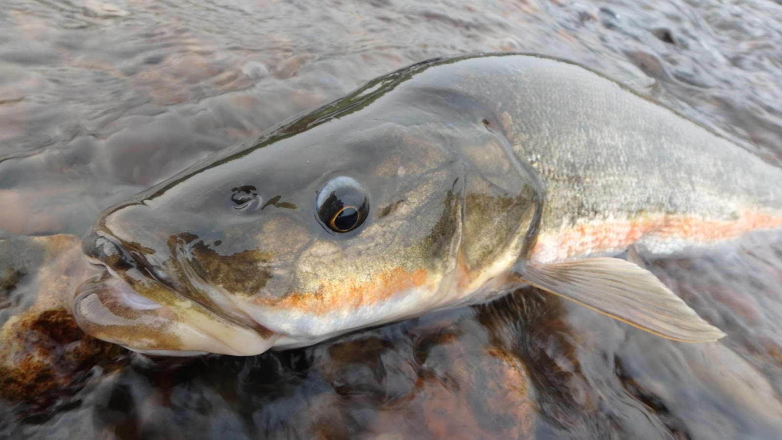 (Tribolodon Sauvage, 1883) Род Триболодоны, Дальневосточные краснопёрки